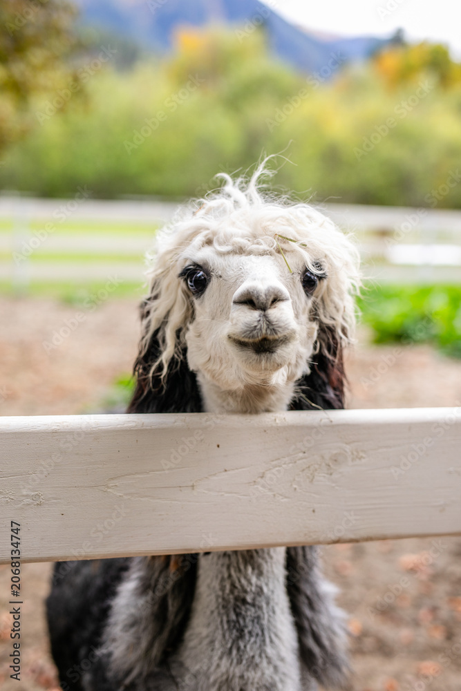 Fototapeta premium Black and white alpaca with curly hair looking through white wooden fence.