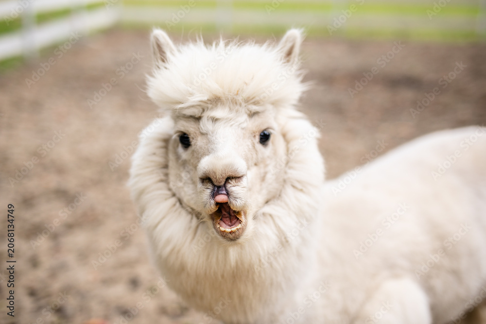 Fototapeta premium White alpaca close up looking over white wooden fence with fluffy face and soft blurred background.