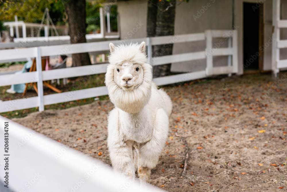 Fototapeta premium White alpaca grazing beside white fence in sandy outdoor paddock