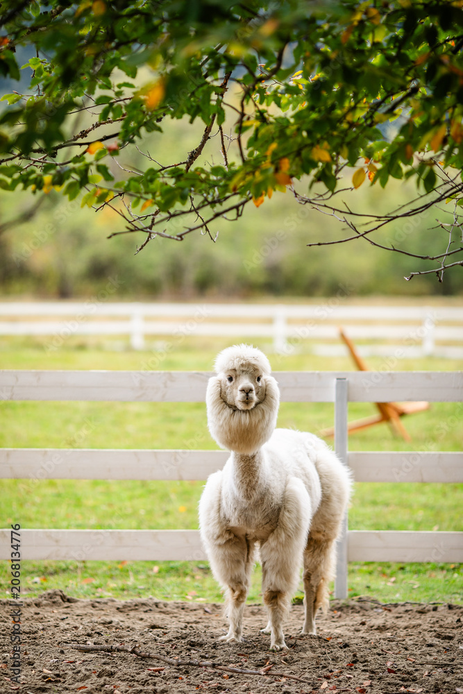 Fototapeta premium White alpaca standing in sandy paddock with blurred farm background and white fence.