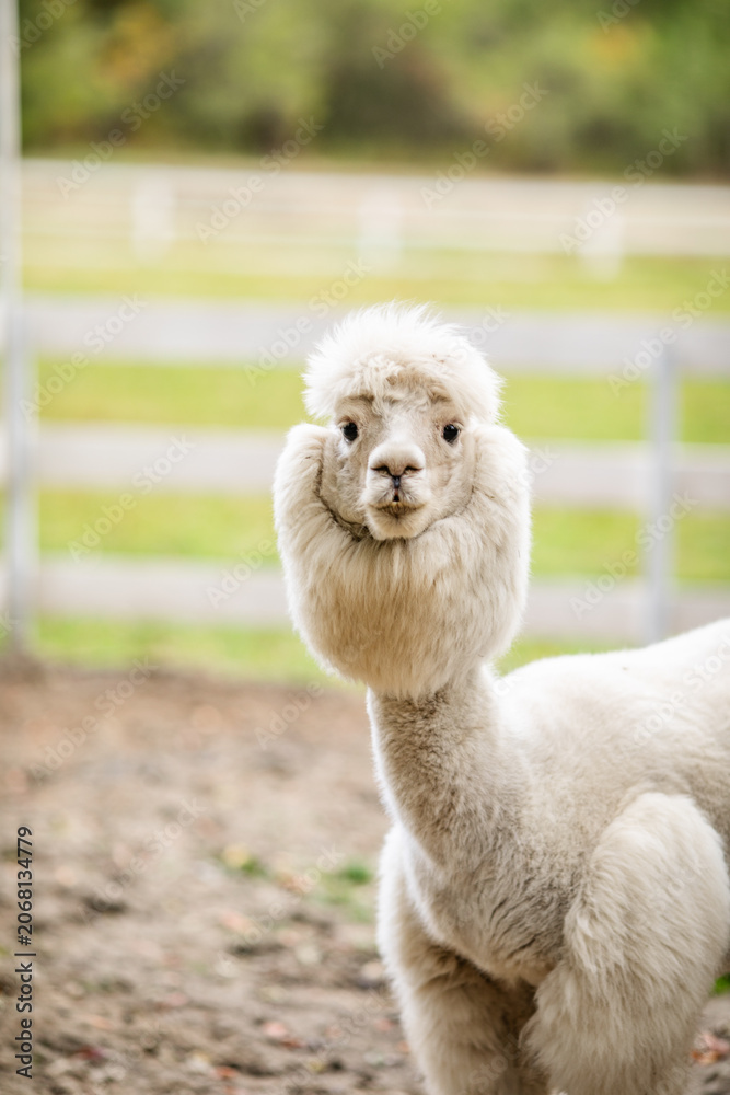 Fototapeta premium White alpaca standing in sandy paddock with blurred farm background and white fence.