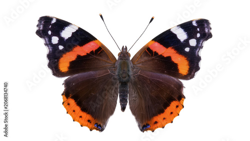 Cuadro en lienzo Isolated beautiful Red Admiral butterfly with vibrant orange, black, and white p