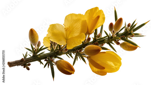 Vászonkép Isolated gorse branch with vibrant yellow blossoms and furry unopened buds on th