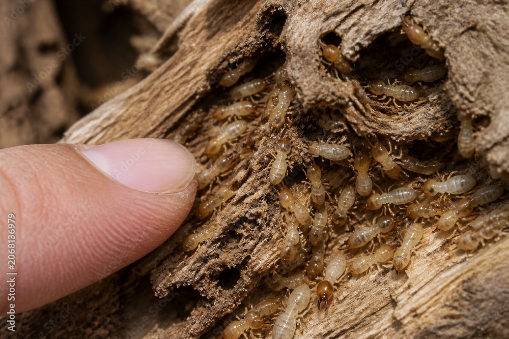 Fototapeta premium Finger gently touches a swarm of termites inside decaying wood. The insects move actively through the crumbling bark. Their pale, segmented bodies contrast with the brown, rough texture