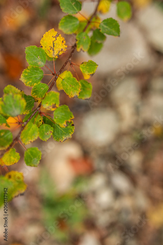 Vertical close up of colorful autumn leaf branch above forest ground.