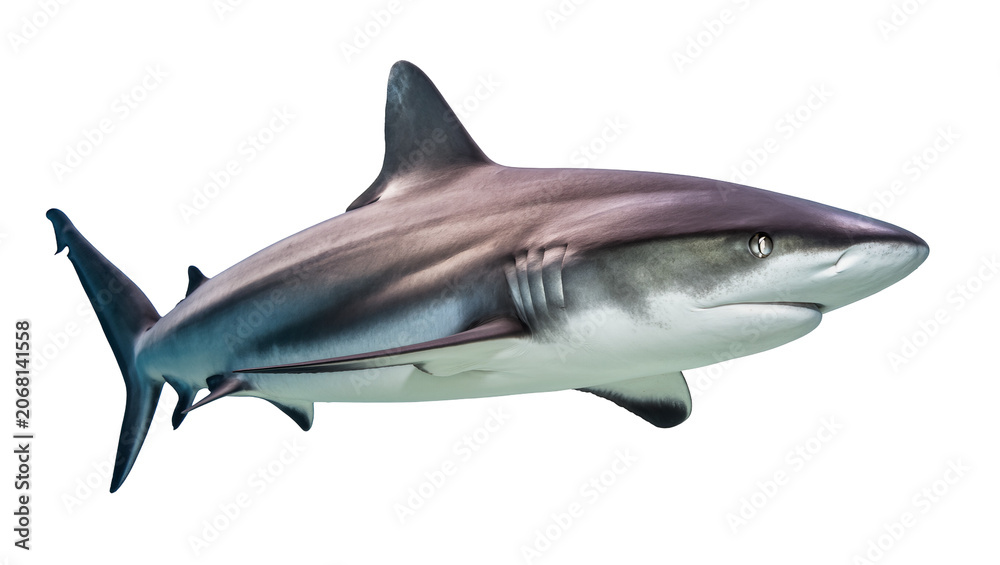 Naklejka premium Isolated majestic shark swimming gracefully, showing powerful fins and streamlined body.