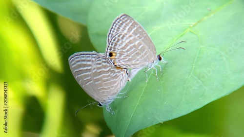 Common Cerulean Butterflies Jamides Celeno Mating on a Green Leaf