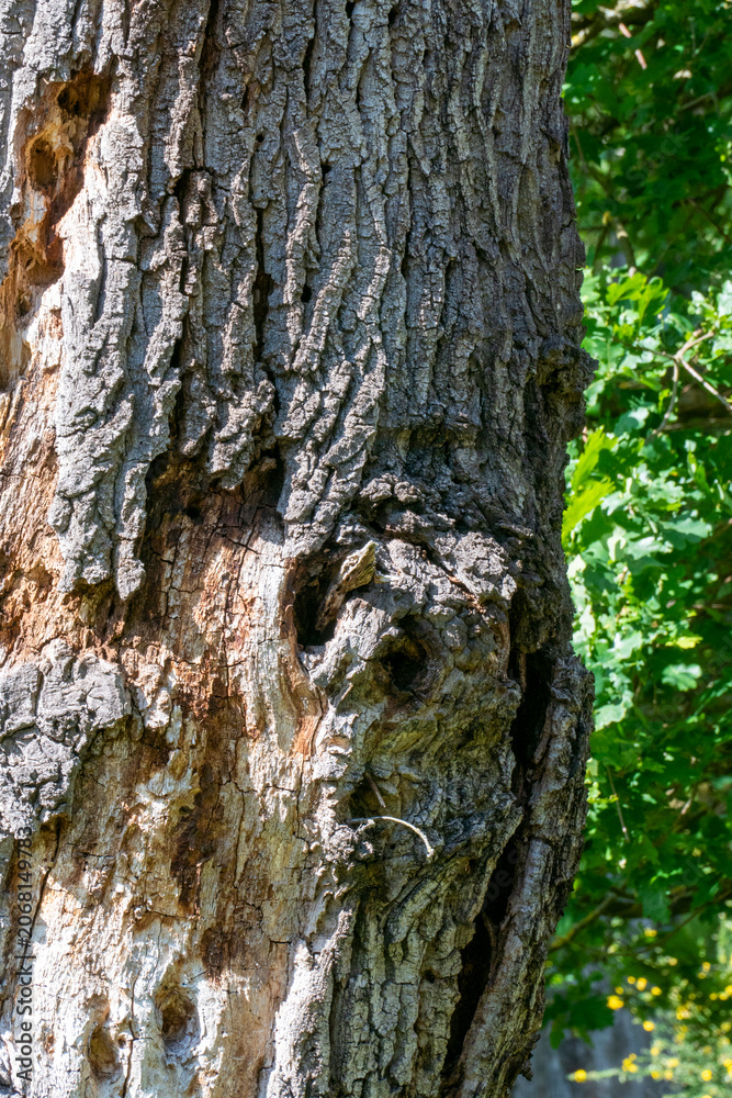 Obraz premium Baumstamm eines alten, knorrigen Baumes sieht aus wie eine Eule oder ein Elefant