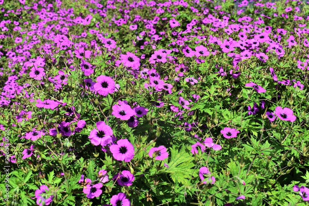 Fototapeta premium Beautiful purple flowers of Geranium Himalayense Patricia, in the garden.