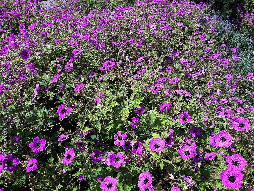 Fototapeta premium Beautiful purple flowers of Geranium Himalayense Patricia, in the garden.