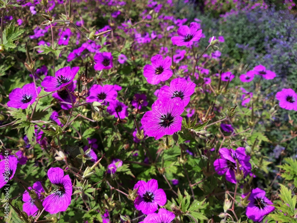 Obraz premium Beautiful purple flowers of Geranium Himalayense Patricia, in the garden.