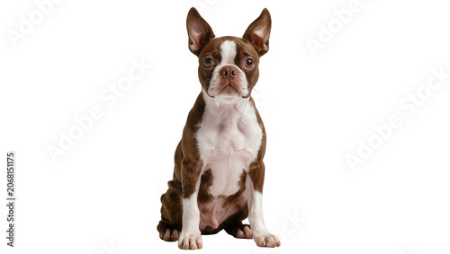 Fotografie Isolated attentive brown and white Boston Terrier dog sitting and looking forwar