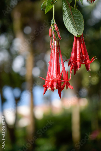 Close-up of hanging red Fuchsia boliviana flowers with water droplets on petals.