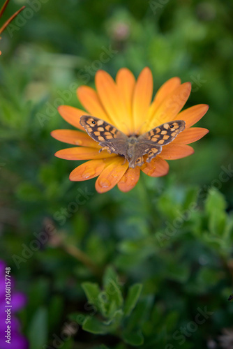  Close-up of a brown butterfly resting on a blooming orange calendula flower in the garden.