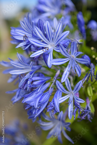 Beautiful blue Agapanthus flowers close up.