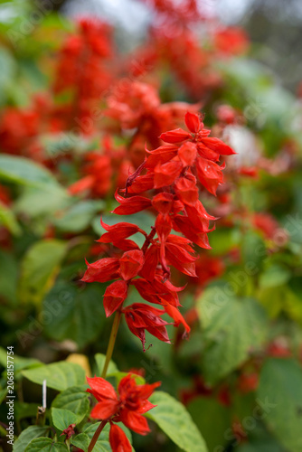 Beautiful red tropical flowers on a stem with a soft blurred natural background.