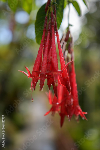 Close-up of hanging red Fuchsia boliviana flowers with water droplets on petals.