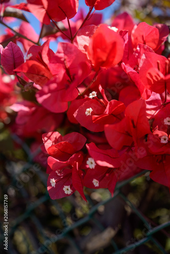 Beautiful magenta Bougainvillea glabra blossoms under bright sunlight in summer.