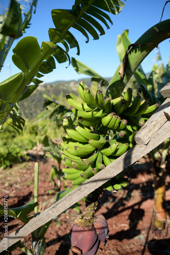 Bunch of green unripe bananas growing on a banana tree plantation in Madeira island on a sunny day.