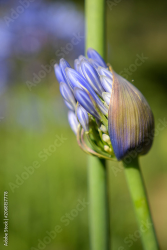Macro shot of an Agapanthus bud bursting into bloom with selective focus.