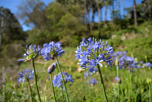 Beautiful blue Agapanthus flowers close up on a field.