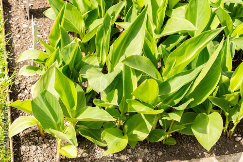 Принти на полотні African arrowroot or Canna Indica Hybrid plant in Saint Gallen in Switzerland 20