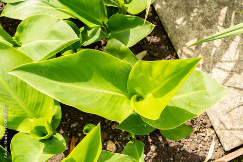 Obraz na plátně African arrowroot or Canna Indica Hybrid plant in Saint Gallen in Switzerland 20