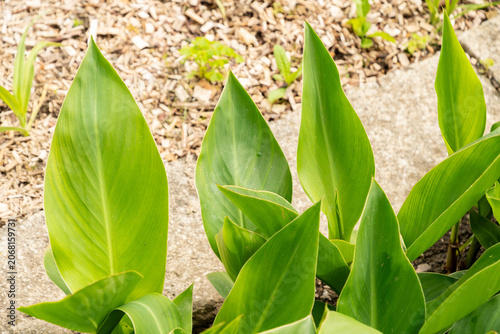 фотографія African arrowroot or Canna Indica Hybrid plant in Saint Gallen in Switzerland 20