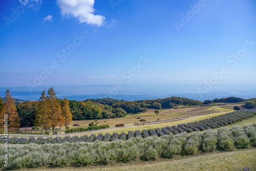 淡路島で見た海を見下ろす丘の上の美しい花畑と青空の絶景