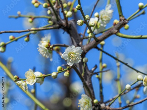 青空に映える白梅の花と蕾。日本の春の訪れを告げる美しい梅の枝