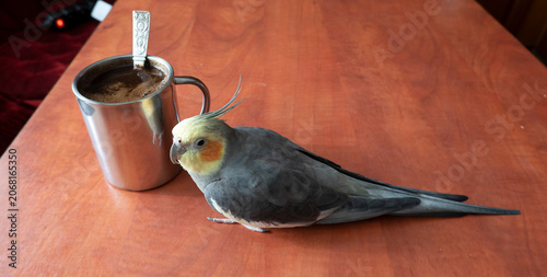 Cockatiel sitting on a table looking at its reflection in a tin cup of coffee