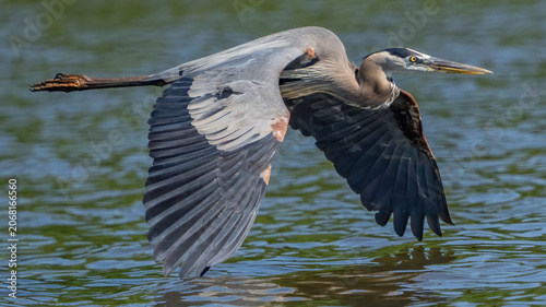 Great Blue Heron fishing on the James River in Virginia