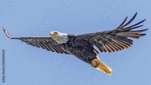 Konstfotografi Bald Eagle in flight and catching fish on the James River