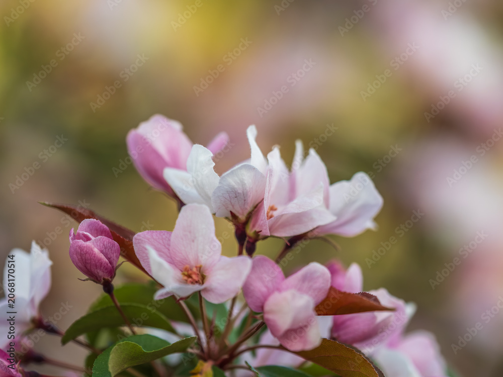 Obraz premium Fresh pink flowers of a blossoming apple tree with blured background