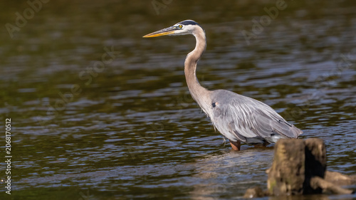 Great Blue Heron fishing on the James River in Virginia