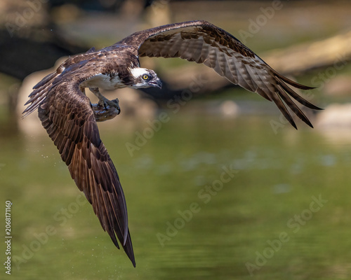 Osprey in flight and fishing