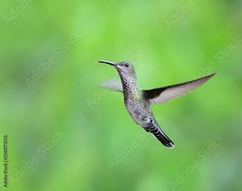 white-necked jacobin hummingbird (Florisuga mellivora) female in flight, Manu National park, Peru