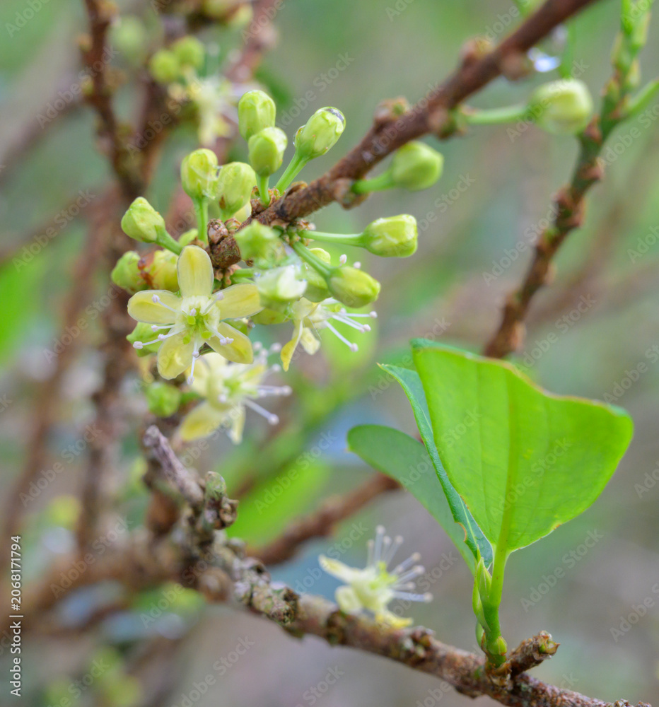 Fototapeta premium Blooming coca bush (Erythroxylum novogranatense) at plantation in Peruvean Andes.