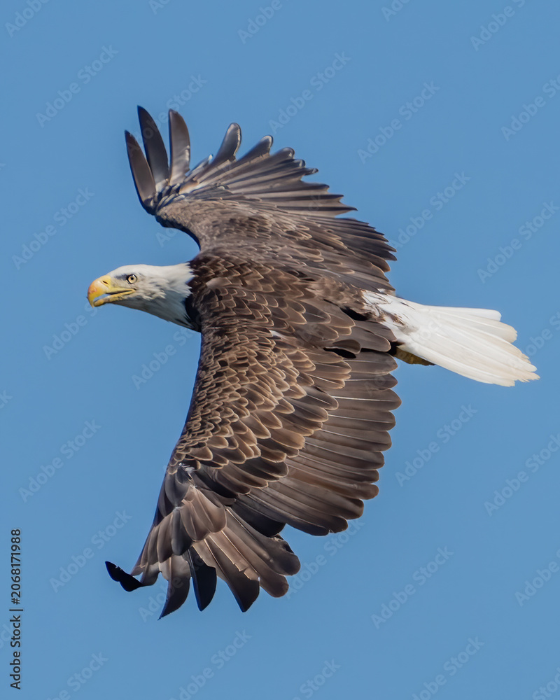 Obraz premium Bald Eagle in flight and catching fish