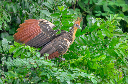 Hoatzin (Opisthocomus hoazin) in rainforest, Manu National Park, Peru.