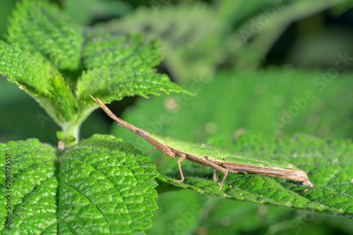 Foto Gaudy spear-headed grasshopper (Omura congrua) camouflaged on plant leaves, Manu National Park, Peru