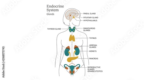 Detailed diagram illustrating the human endocrine system with major glands and their anatomical locations.