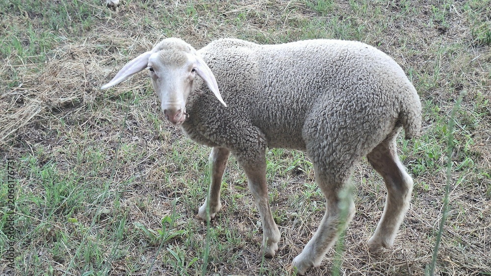 Naklejka premium sheep and lamb