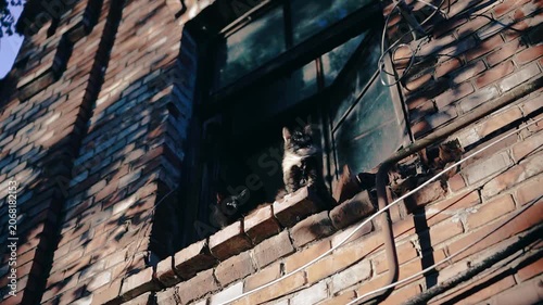Two cats are sitting on the windowsill of an old brick house and looking into the distance. Shooting from below