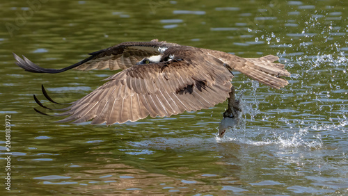 Osprey searching for a meal and diving for food