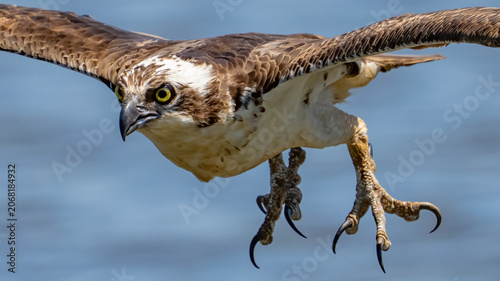 Osprey searching for a meal and diving for food