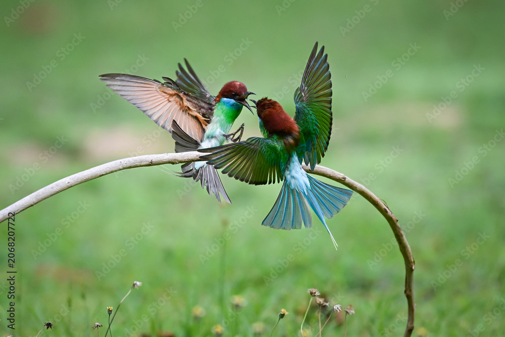 Fototapeta premium Two colorful blue-throated bee-eaters fighting in mid-air above a curved branch, aggressively spreading their wings against a soft blurred green background.