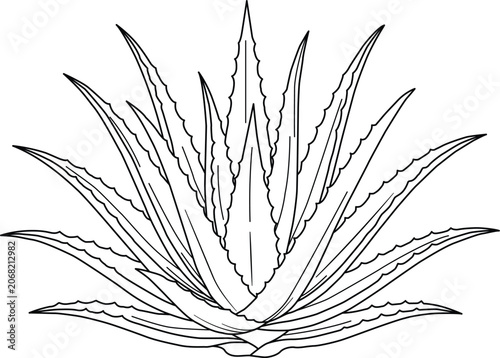Line art illustration of an aloe vera plant with serrated leaves