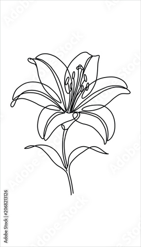 Continuous line drawing of a lily flower