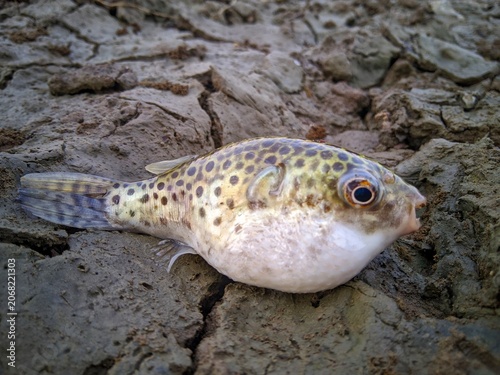 Tableau sur toile The fish in this picture is a pufferfish which has a round body and a distinctive spotted pattern